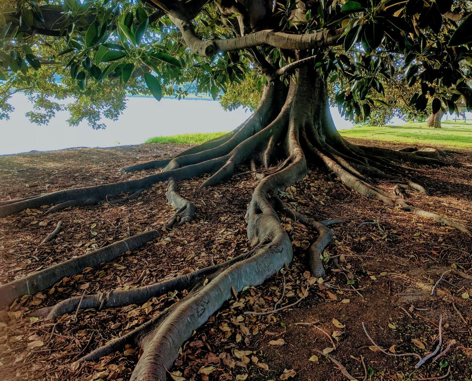 Image of a strong tree with deep roots symbolizing personal growth, resilience, and inner strengths, illustrating the concept of strength-based therapy for mental health.