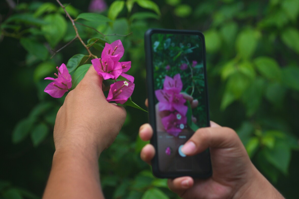 Woman photographing bougainvillea flowers with her phone, holding a branch with one hand—capturing nature details as part of a mindful summer art activity for presence and stress relief.