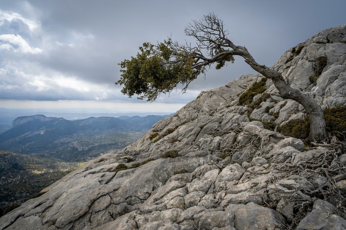 Tree growing from rocky ground with soft light breaking through clouds, symbolizing resilience, hope, and emotional healing.